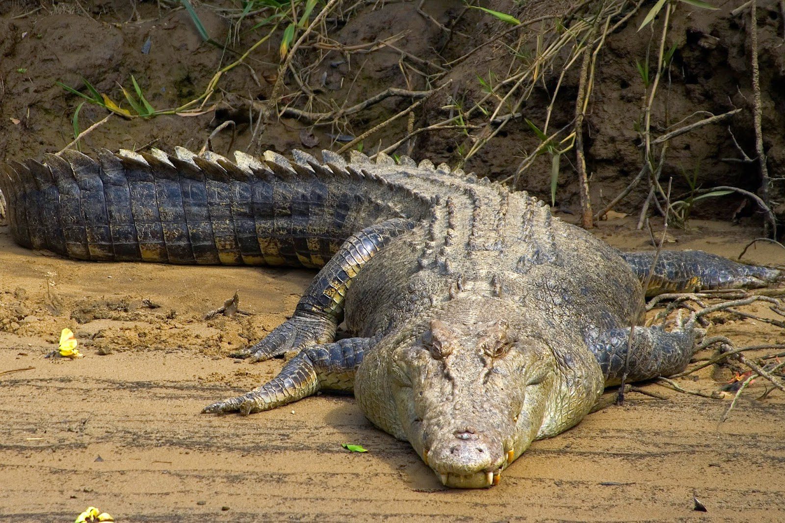 Autoridades espanholas procuram crocodilo com 250 kg “muito agressivo” no Douro