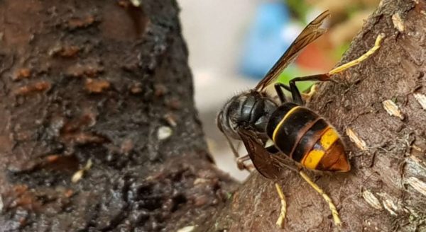 Baião. Eliminados 429 ninhos de vespa asiática em 2021