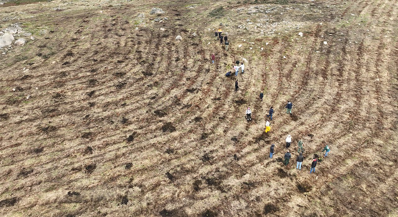 Baião plantou centenas de árvores na Serra da Aboboreira