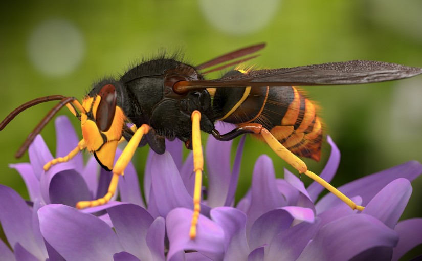 Tâmega e Sousa apresenta resultados do trabalho de investigação para combater a vespa velutina